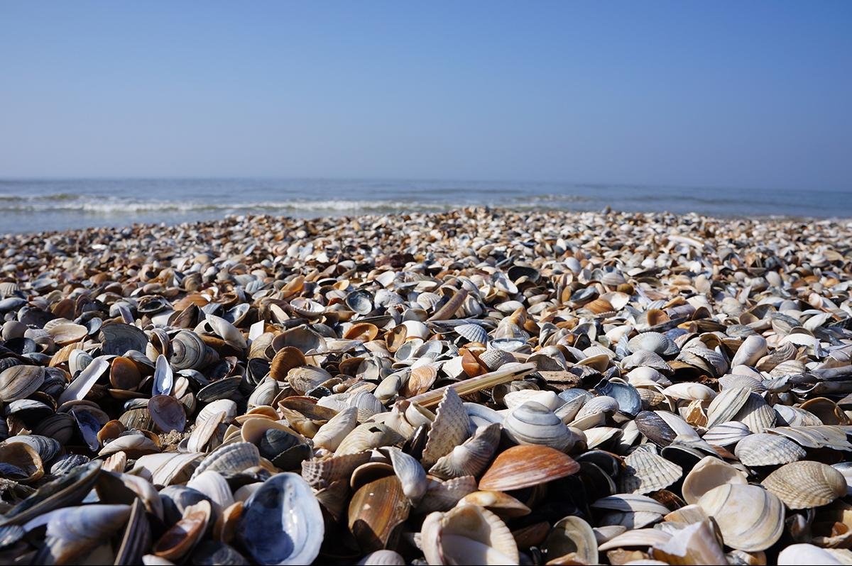 Shells at sea near Callantsoog