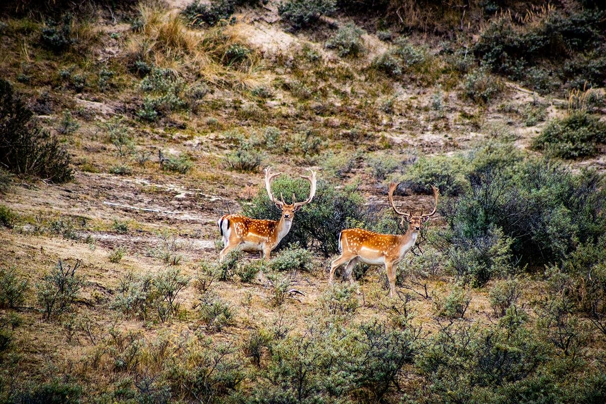 Deers in the Sand Dune Reserve, Zandvoort